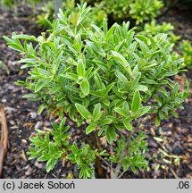 Veronica subalpina (hebe subalpejska)