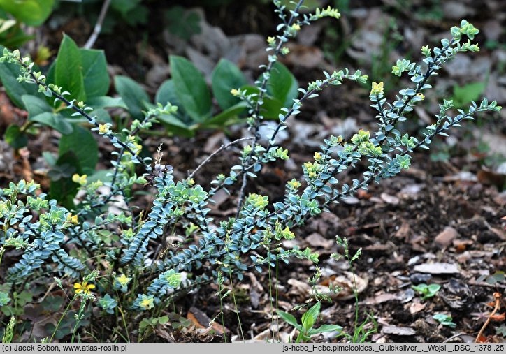Hebe pimeleoides cv. Quicksilver