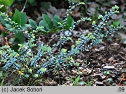 Hebe pimeleoides ‘Quicksilver’