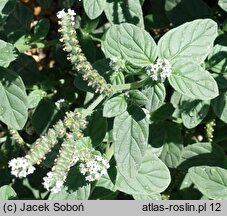 Heliotropium europaeum (heliotrop zwyczajny)