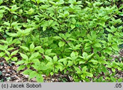 Helwingia japonica (helwingia japońska)