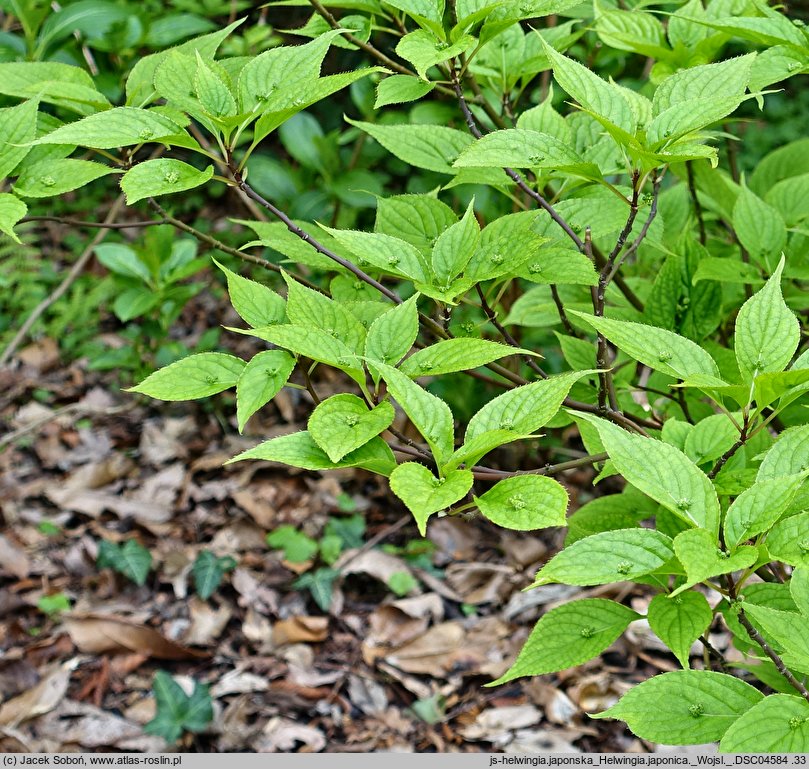 Helwingia japonica (helwingia japońska)