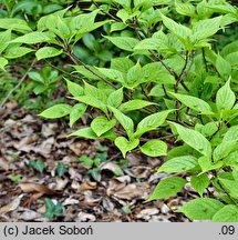 Helwingia japonica (helwingia japońska)