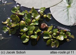 Pontederia crassipes (eichornia gruboogonkowa)