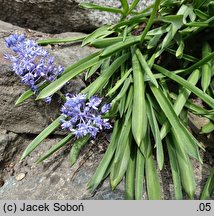 Hyacinthoides italica (hiacyntowiec włoski)