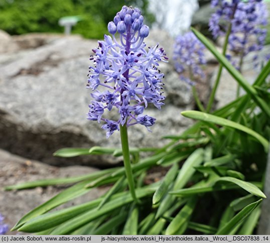 Hyacinthoides italica (hiacyntowiec włoski)