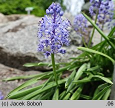 Hyacinthoides italica (hiacyntowiec włoski)