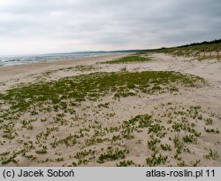 Honckenya peploides (honkenia piaskowa)