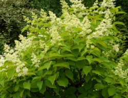 Hydrangea paniculata (hortensja bukietowa)