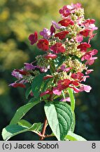 Hydrangea paniculata Magical Flame