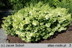 Hydrangea paniculata Bobo