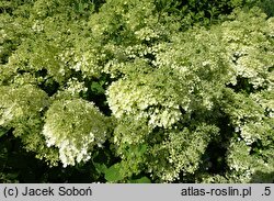 Hydrangea paniculata Bobo