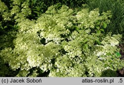 Hydrangea paniculata Bobo