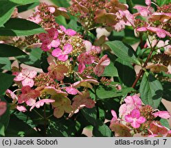 Hydrangea paniculata Bulk