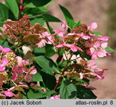 Hydrangea paniculata Bulk