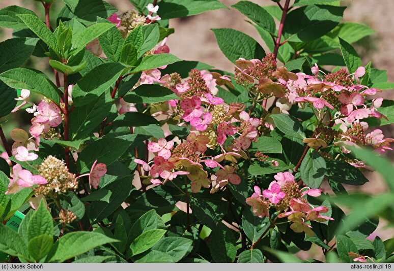 Hydrangea paniculata Bulk