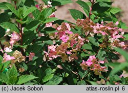 Hydrangea paniculata Bulk