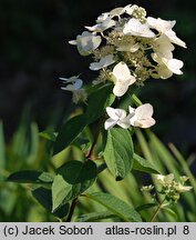 Hydrangea paniculata Mega Mindy