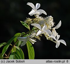 Hydrangea paniculata Le Vasterival