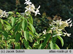 Hydrangea paniculata Le Vasterival