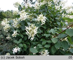 Hydrangea paniculata Le Vasterival