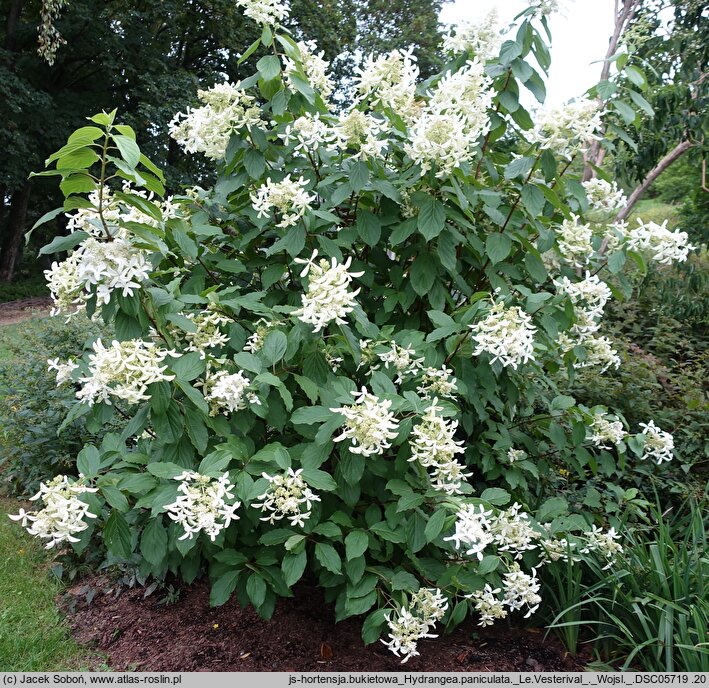 Hydrangea paniculata Le Vasterival