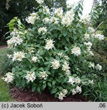 Hydrangea paniculata Le Vasterival