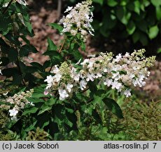 Hydrangea paniculata Pee Wee