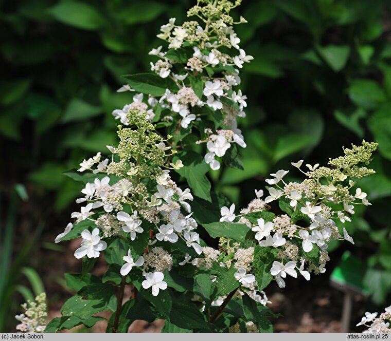 Hydrangea paniculata Pee Wee