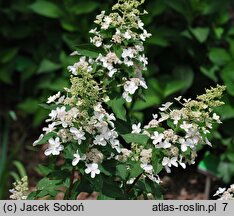 Hydrangea paniculata Pee Wee