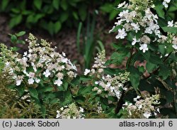 Hydrangea paniculata Pee Wee