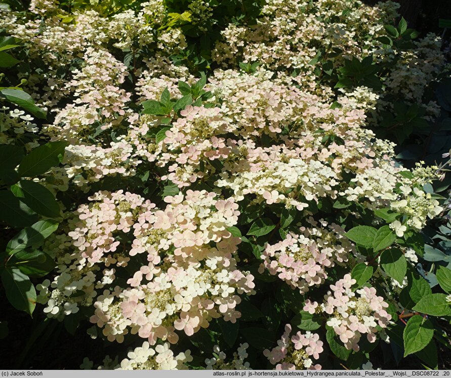 Hydrangea paniculata Breg14