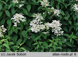 Hydrangea paniculata (hortensja bukietowa)