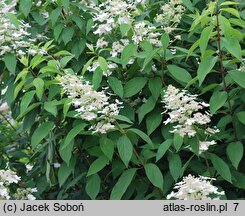 Hydrangea paniculata (hortensja bukietowa)