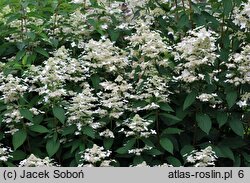 Hydrangea paniculata (hortensja bukietowa)