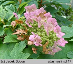 Hydrangea quercifolia Alice