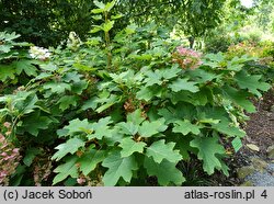 Hydrangea quercifolia Alice