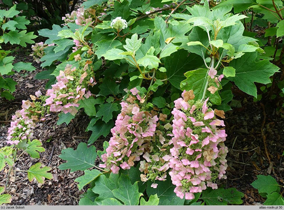 Hydrangea quercifolia Alice