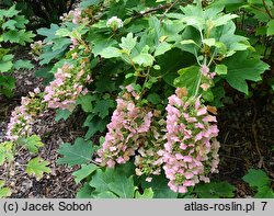 Hydrangea quercifolia Alice