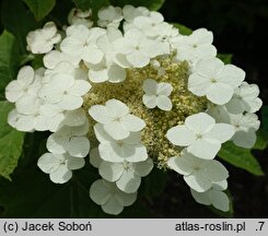 Hydrangea quercifolia Alice