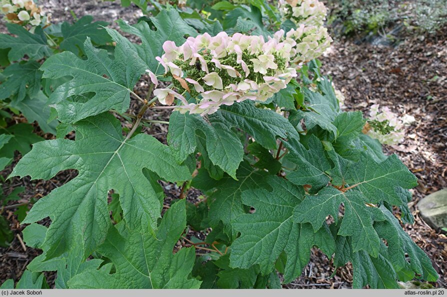 Hydrangea quercifolia Applause