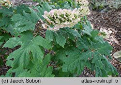 Hydrangea quercifolia Applause