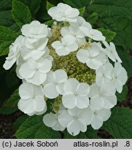 Hydrangea quercifolia Applause