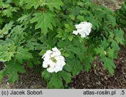 Hydrangea quercifolia Applause