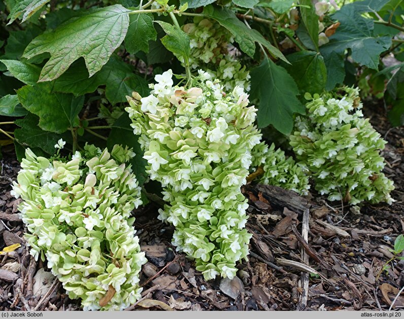 Hydrangea quercifolia Snowflake