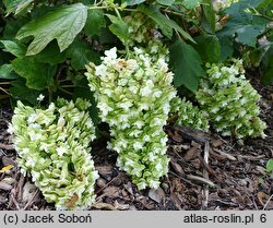 Hydrangea quercifolia Snowflake