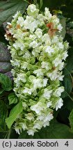 Hydrangea quercifolia Snowflake