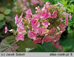 Hydrangea quercifolia Harmony