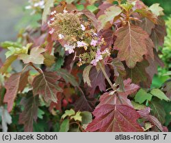 Hydrangea quercifolia Harmony