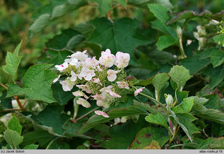 Hydrangea quercifolia Harmony